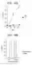 Fig. 27 - T. cruzi-derived neurotrophic agents and methods of use therefor