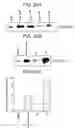 Fig. 31 - T. cruzi-derived neurotrophic agents and methods of use therefor