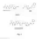 Fig. 05 - Pentapeptide compounds and uses related thereto