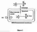 Fig. 02 - Mitoquinone derivatives used as mitochondrially targeted antioxidants