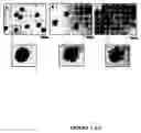 Fig. 02 - Method for producing stable fluorine-containing water-dispersible latexes