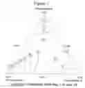 Fig. 06 - Coating compositions containing ethylenically unsaturated polyurethanes as binders