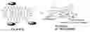 Fig. 01 - Gp120 specific antigens and uses thereof