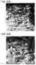 Fig. 35 - Transition metal-containing catalysts and catalyst combinations including transition metal-containing catalysts and processes for their preparation and use as oxidation catalysts