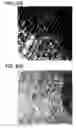 Fig. 37 - Transition metal-containing catalysts and catalyst combinations including transition metal-containing catalysts and processes for their preparation and use as oxidation catalysts