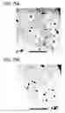 Fig. 45 - Transition metal-containing catalysts and catalyst combinations including transition metal-containing catalysts and processes for their preparation and use as oxidation catalysts