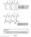 Fig. 04 - Calcium receptor-active molecules