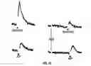 Fig. 20 - Calcium receptor-active molecules