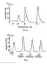 Fig. 28 - Calcium receptor-active molecules