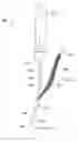 Fig. 42 - Systems, devices, and methods for treating pelvic floor disorders