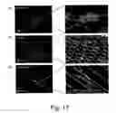 Fig. 09 - Device for tissue engineering