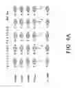 Fig. 05 - Arrays of nucleic acid probes for analyzing biotransformation genes
