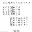 Fig. 07 - Arrays of nucleic acid probes for analyzing biotransformation genes