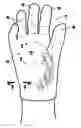 Fig. 01 - Self-sterilizing gloves