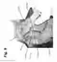 Fig. 10 - APPARATUS AND METHOD FOR ORALLY MEDICATING EQUINES
