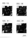 Fig. 04 - R-T-B based rare earth permanent magnet and method for production thereof