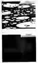 Fig. 02 - Method for manufacturing polyimide asymmetric membrane, and polyimide asymmetric membrane