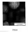 Fig. 43 - Sulfur-containing phosphor powders, methods for making phosphor powders and devices incorporating same