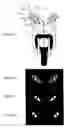 Fig. 06 - Vehicular lighting system