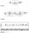 Fig. 03 - Scene-by-scene digital video processing