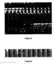 Fig. 06 - Robust face registration via multiple face prototypes synthesis