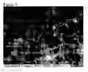 Fig. 06 - Nanotube/metal substrate composites and methods for producing such composites