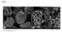 Fig. 04 - Ni-based lithium transition metal oxide