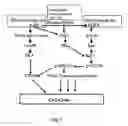 Fig. 02 - Diagnosis by determination of hyperactivity or increased expression of members of cell signaling pathways