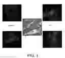 Fig. 02 - Marked peptides having affinity for a phospholipid and uses