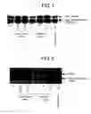 Fig. 02 - Composition for promoting production of type 1 collagen and/or elastin