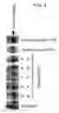 Fig. 03 - Composition for promoting production of type 1 collagen and/or elastin
