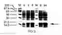 Fig. 03 - Interleukin-19