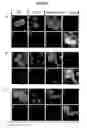 Fig. 05 - Materials and method of modulating the immune response
