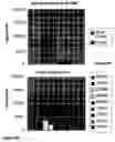 Fig. 05 - Compounds promoting delivery of genes