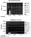 Fig. 07 - Compounds promoting delivery of genes