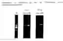 Fig. 04 - Established cell line of microglia