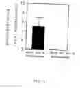 Fig. 07 - Established cell line of microglia