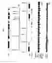 Fig. 04 - ADAMTS13 genes and proteins and variants and therapeutic compositions and methods utilizing the same