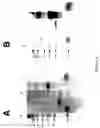 Fig. 03 - Immunointeractive molecules and uses thereof