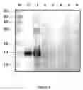 Fig. 05 - Immunointeractive molecules and uses thereof