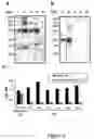 Fig. 07 - Immunointeractive molecules and uses thereof