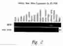 Fig. 03 - Antibodies specific for sclerostin