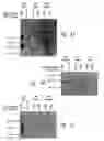 Fig. 05 - Antibodies specific for sclerostin