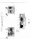 Fig. 06 - Antibodies specific for sclerostin
