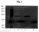 Fig. 02 - Monoclonal antibody against hepatitis E virus or its fragment with binding activity and use thereof