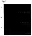 Fig. 08 - Monoclonal antibody against hepatitis E virus or its fragment with binding activity and use thereof