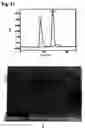 Fig. 15 - Monoclonal antibody against hepatitis E virus or its fragment with binding activity and use thereof
