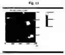 Fig. 16 - Monoclonal antibody against hepatitis E virus or its fragment with binding activity and use thereof