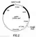 Fig. 03 - Vibrio cholerae vaccine candidates, the methods of their constructing and medicinal preparations derived thereof