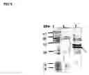 Fig. 08 - Novel compounds